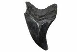 Rare, Fossil Shark (Parotodus) Tooth - South Carolina #248835-1